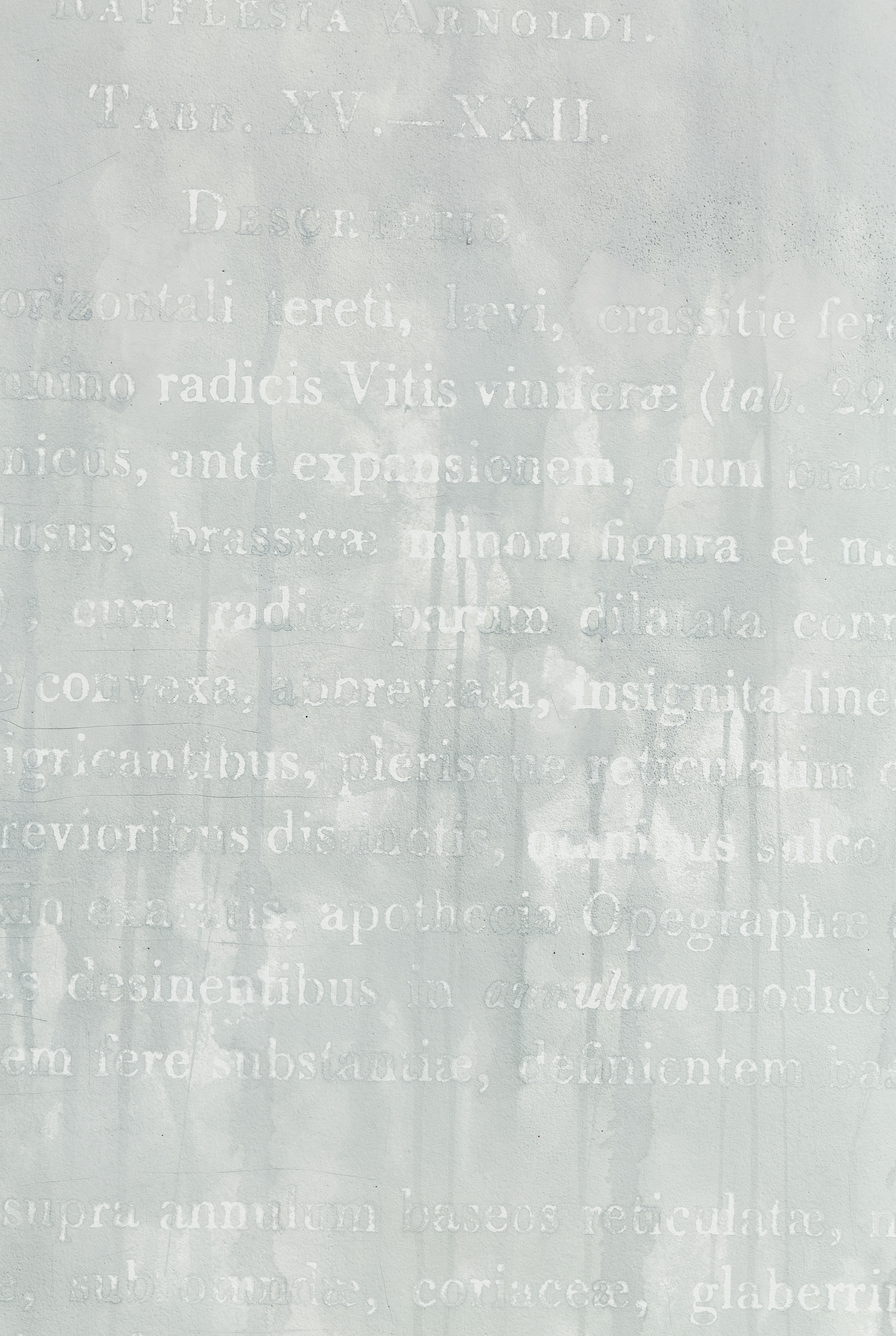 Eloise Sweetman mail@eloisesweetman.com